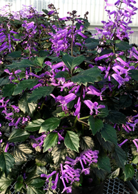 Plectranthus x Velvet Diva'